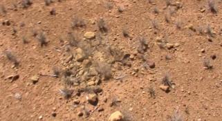 Hunting for fossils in the Australian Outback desert floor